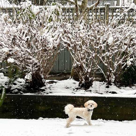 Meet your Posher, Donna - Picture 1 of 1